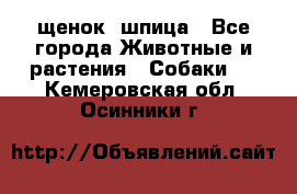 щенок  шпица - Все города Животные и растения » Собаки   . Кемеровская обл.,Осинники г.